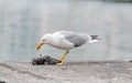 Seagull killing a pigeon