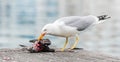 Seagull killing a pigeon