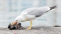 Seagull killing a pigeon