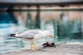 Seagull killing a pigeon