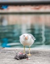 Seagull killing a pigeon