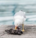 Seagull killing a pigeon