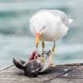 Seagull killing a pigeon