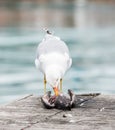 Seagull killing a pigeon