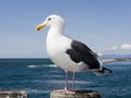 Seagull at King Harbor Pier, CA Royalty Free Stock Photo