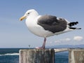 Seagull at King Harbor Pier, CA Royalty Free Stock Photo