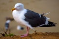Seagull Royalty Free Stock Photo