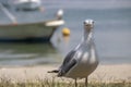 Seagull laid on the ground