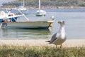 Seagull laid on the ground