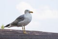 Seagull laid on the roof