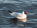 Seagull on the lake close-up in early spring