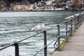 Seagull on the lake. Bregenz. Austria. Royalty Free Stock Photo