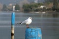 Seagull of Lake Iseo, Italy Royalty Free Stock Photo