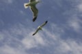 Seagull in lake Sevan Gegharkhunik province of Republic of Armenia Royalty Free Stock Photo