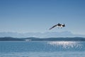 Seagull on lake Starnberger See in Bavaria