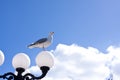 Seagull on lamp Royalty Free Stock Photo