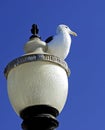 Seagull on Lamp pole Royalty Free Stock Photo