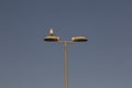 Seagull on the lamp
