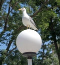 Seagull on lamp