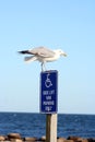 Seagull Landing Royalty Free Stock Photo