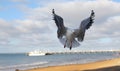 Seagull landing Royalty Free Stock Photo