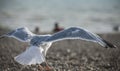 Seagull landing on a beach - Brighton, England, the UK. Royalty Free Stock Photo