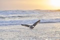 A seagull landing in the water Royalty Free Stock Photo