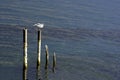 Seagull landing Royalty Free Stock Photo