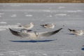 Seagull landing on frozen lake Royalty Free Stock Photo