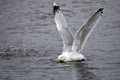 Seagull landing on his belly on the water Royalty Free Stock Photo