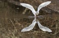 Seagull landing Royalty Free Stock Photo