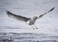 Seagull landing into the ocean Royalty Free Stock Photo