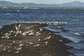 Seagull landing at Ometepe Island Royalty Free Stock Photo