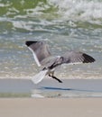 Seagull Landing on Orange Beach Royalty Free Stock Photo