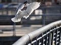 A Seagull Landing Royalty Free Stock Photo