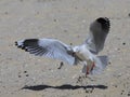 Seagull Royalty Free Stock Photo