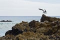 Seagull landing on a rock Royalty Free Stock Photo