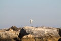 Seagull landing on the rocks near the sea Royalty Free Stock Photo