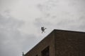 Seagull landing on roof of brown brick building on a gloomy day Royalty Free Stock Photo