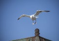 Seagull landing on a roof. Royalty Free Stock Photo