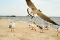 Seagull landing on the sand. Royalty Free Stock Photo