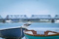 Seagull landing on stern of dinghy Royalty Free Stock Photo