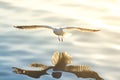 Seagull