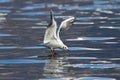 Seagull landing in water Royalty Free Stock Photo