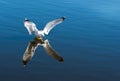Seagull landing on water Royalty Free Stock Photo