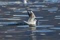 Seagull landing in water Royalty Free Stock Photo