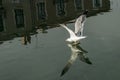 Seagull landing on water Royalty Free Stock Photo