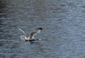 Seagull landing in water Royalty Free Stock Photo