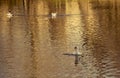 Seagull landing on water lake Royalty Free Stock Photo