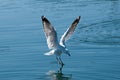 Seagull Landing with Water Reflections. Royalty Free Stock Photo